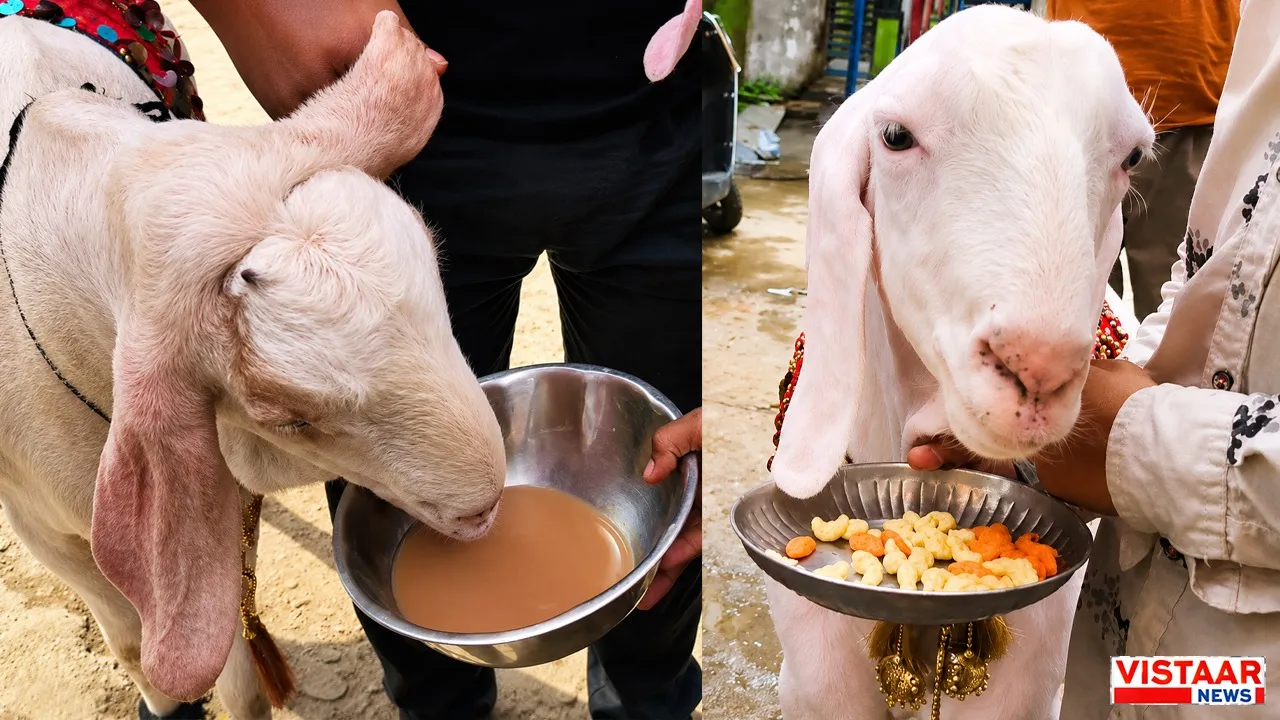 Two goats in Burhanpur are in the news because of their love for tea.