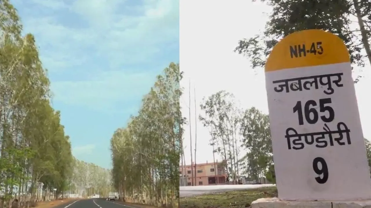 dindori water crisis eucalyptus trees plantation