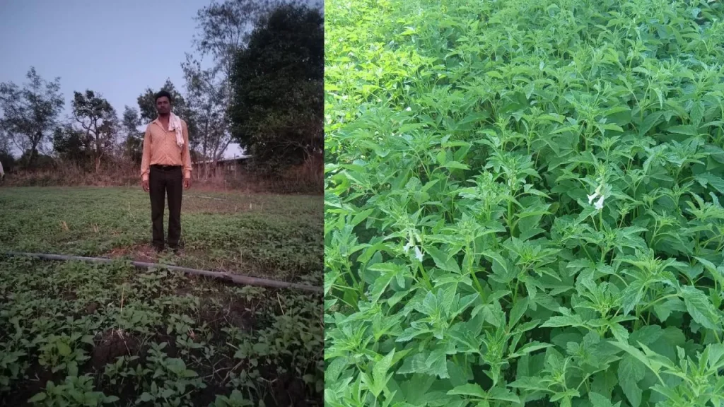 jabalpur Sesame Cultivation 366 hectare in summer season