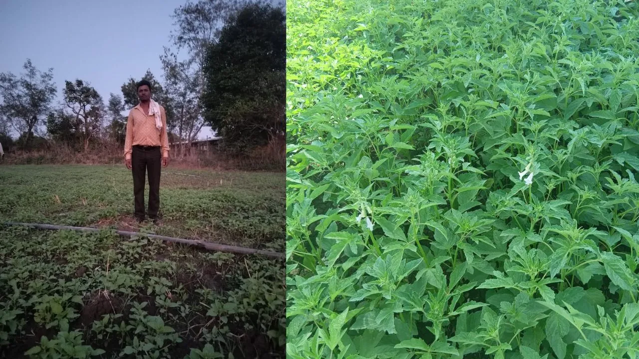 jabalpur Sesame Cultivation 366 hectare in summer season