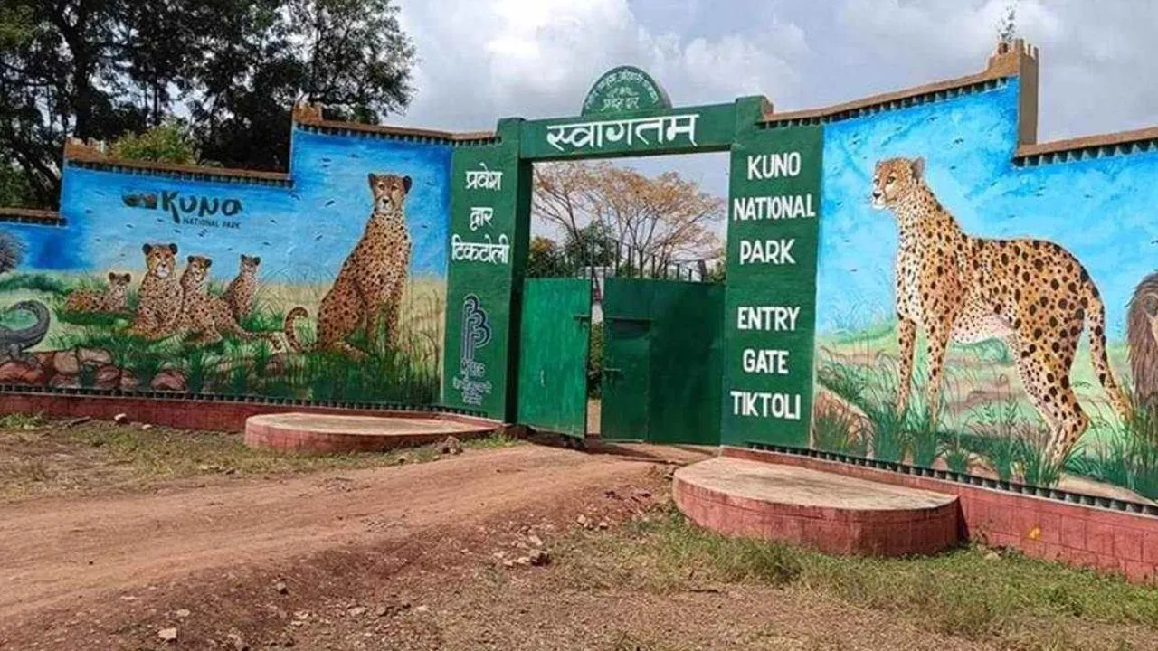 sheopur kuno national park 4 cheetah cubs die