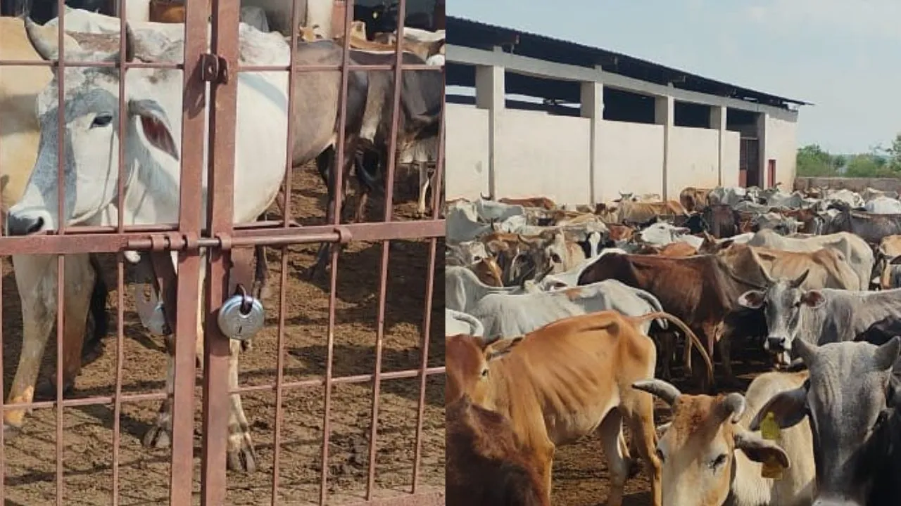 mauganj gaushala locked cattle in distress from hunger and thirst