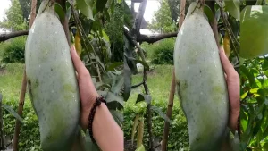 noorjahan mango