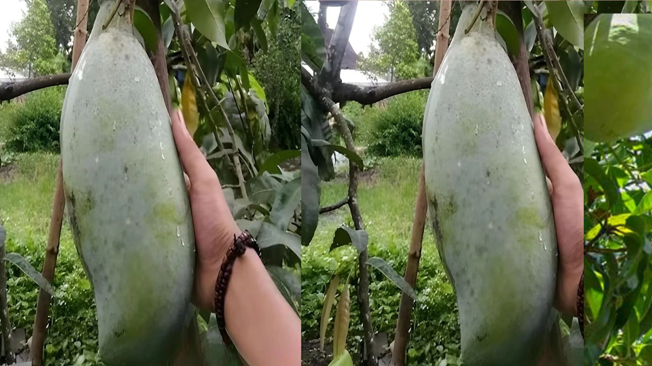 noorjahan mango