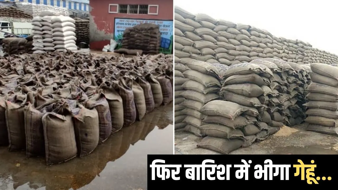 किसानों की मेहनत बेकार