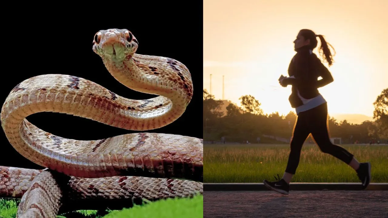 snake bites easy tips how to prevent yourself