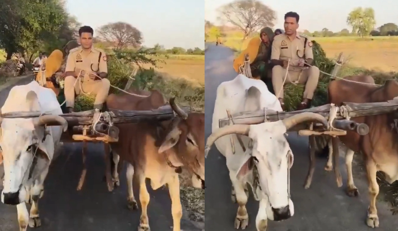 Mahoba CO Drive Bullock Cart Video