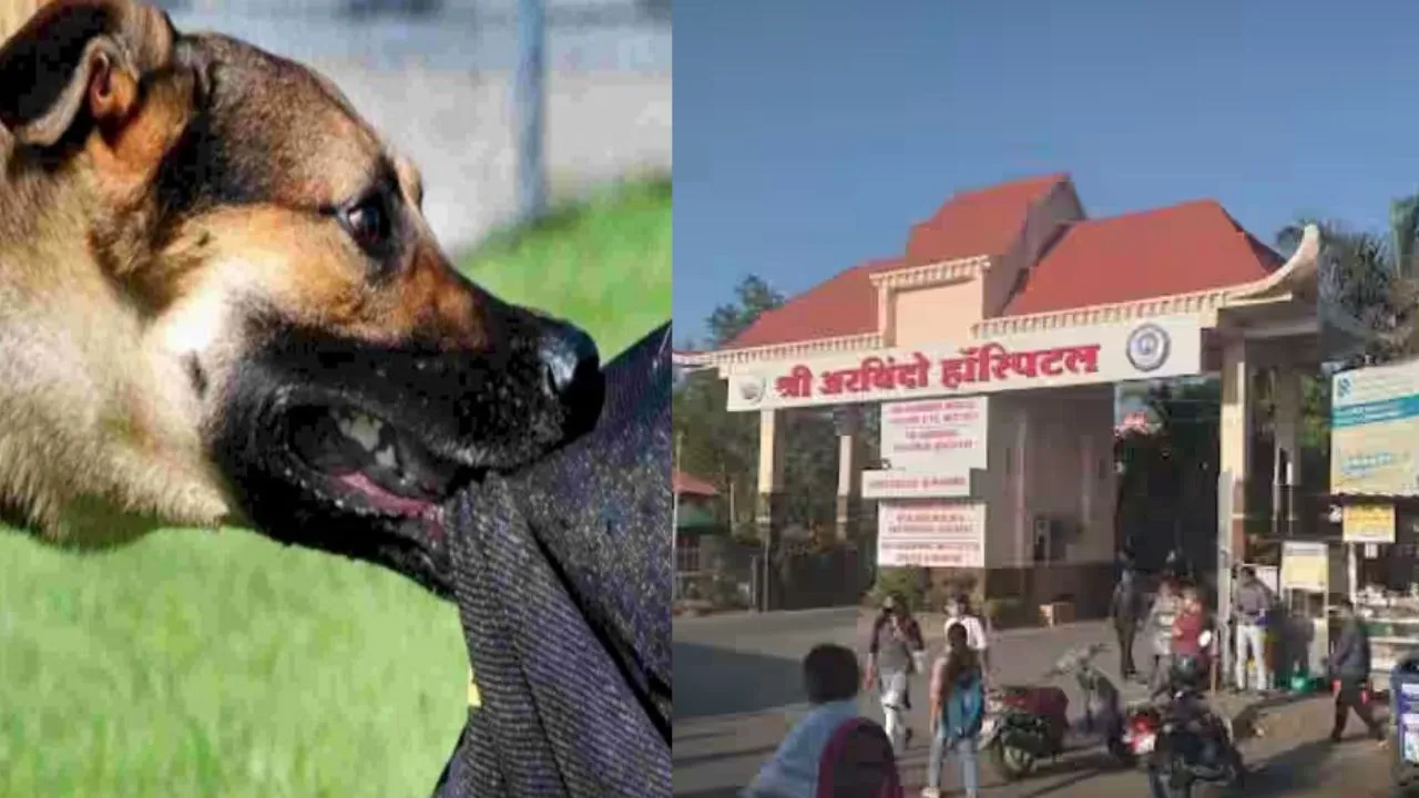 indore stray dog ​​bites 42 people in 10 hours arvindo hospital