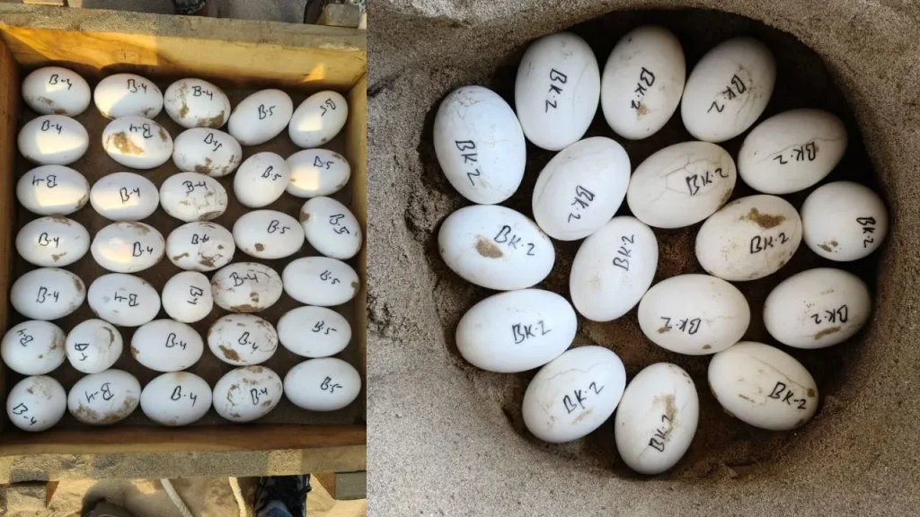 Chambal Gharial Conservation 54 Hatchlings Emerge from 95 Eggs Gharial Count at Deori Rises to 153