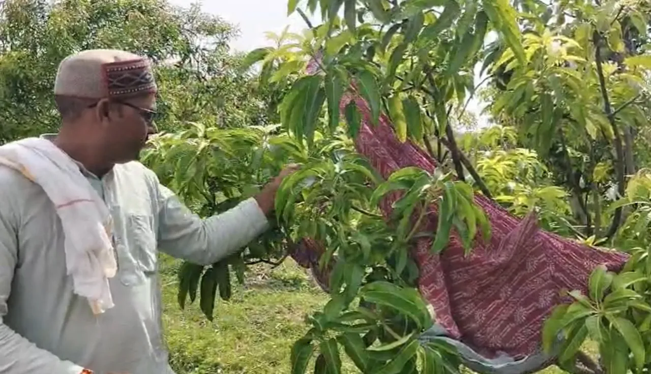 vidisha teacher miyazaki mango