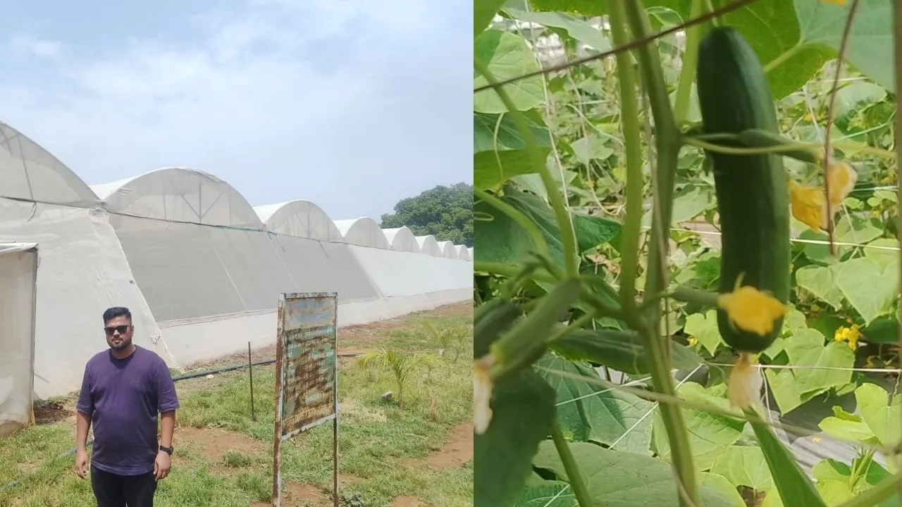 jabalpur it professional shivendra became farmer net house farming earning 3-4 lakhs per season