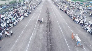 nternational bullock cart race