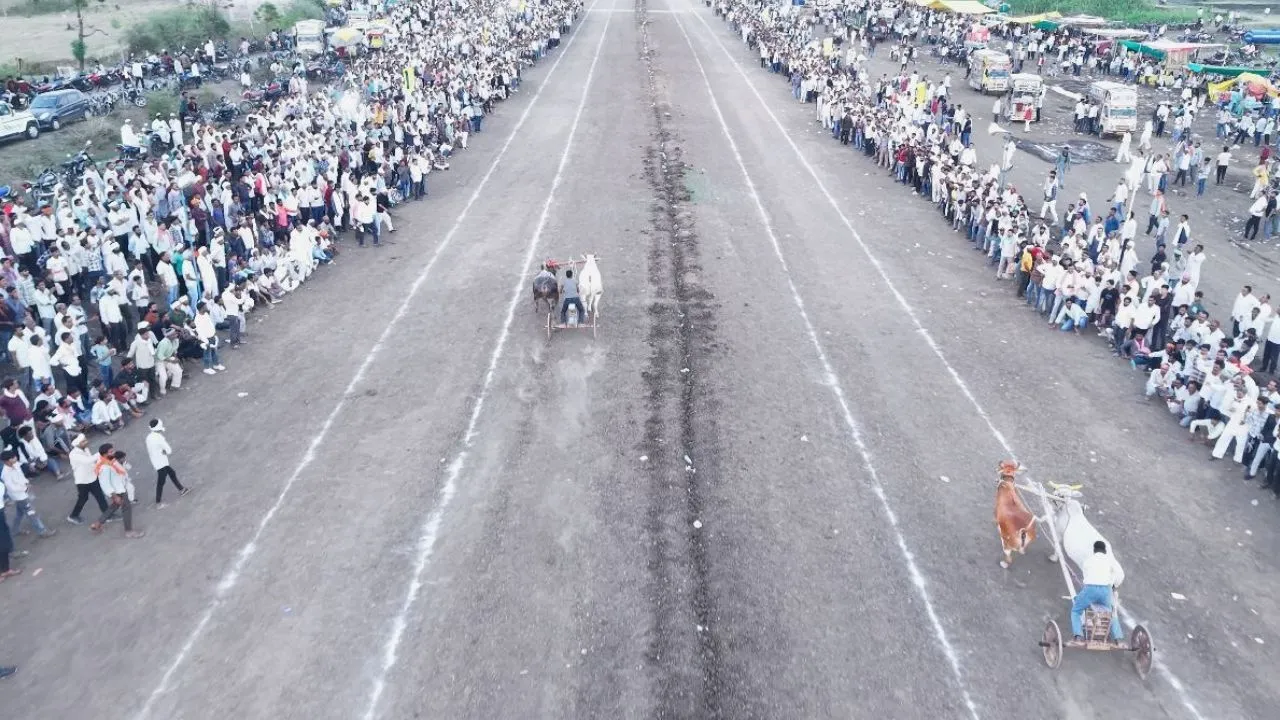 nternational bullock cart race