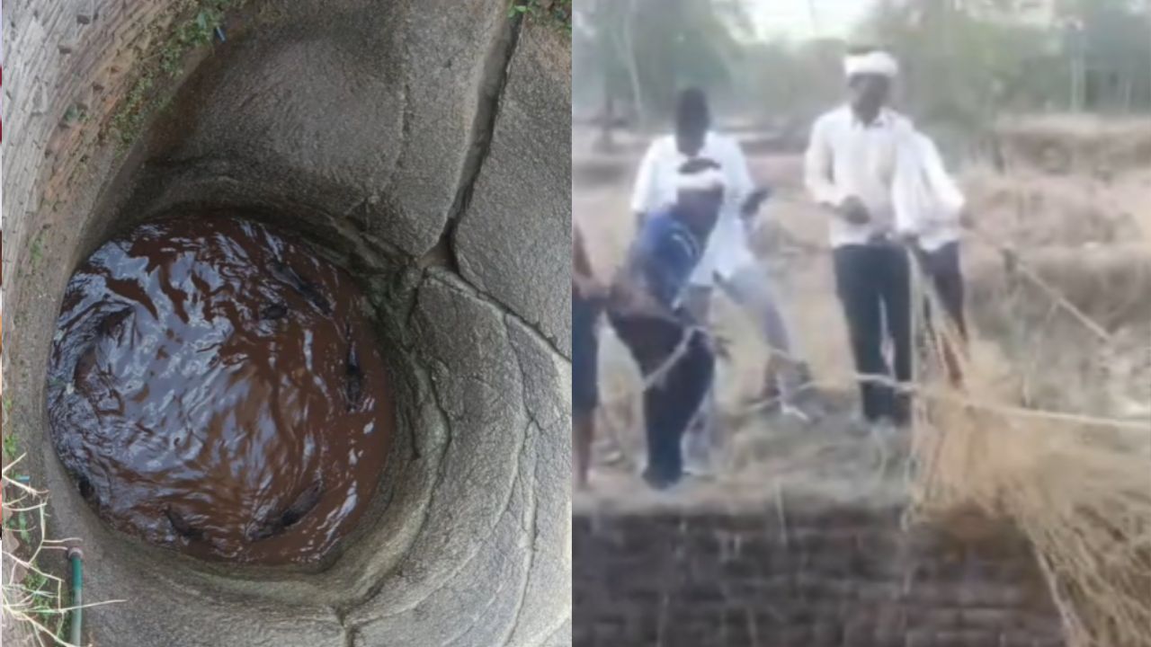 A herd of wild boars fell into a well without a parapet.